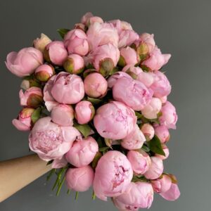 Peony Perfection